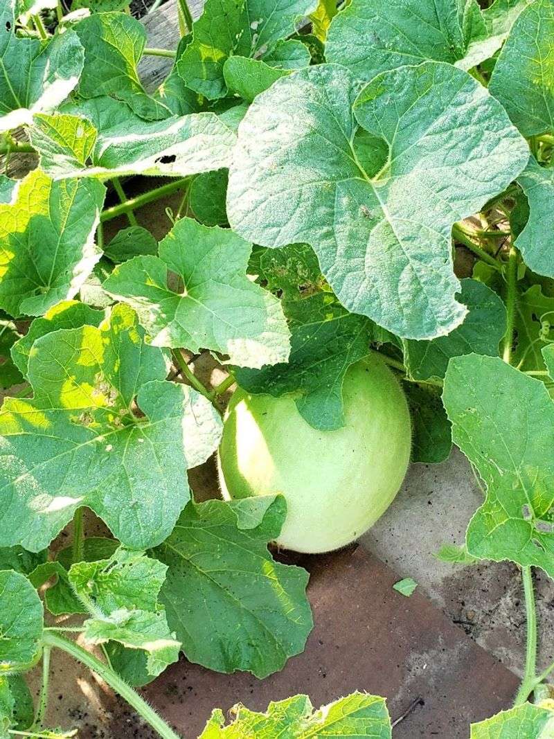 Melons (Honeydew And Others)