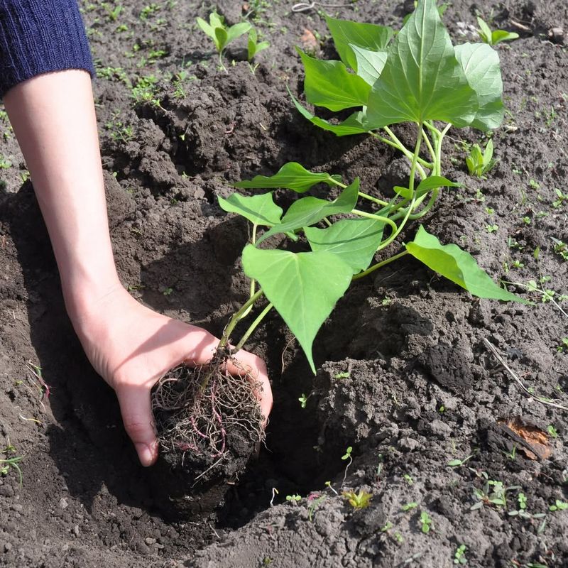 Sweet Potatoes Should Be Planted After Frost Risk Ends