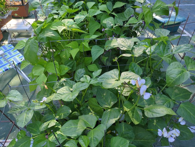 Southern Peas Keep Producing When Other Crops Quit