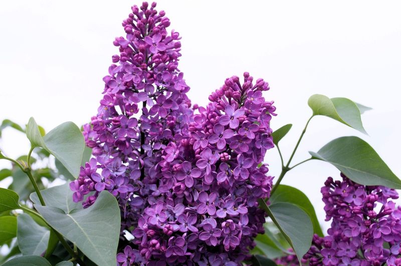 Heirloom Varieties Passed From Neighbor To Neighbor