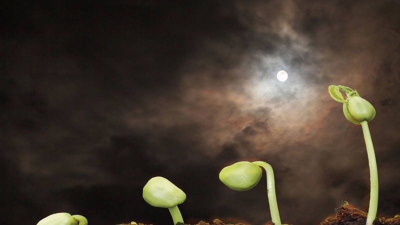 Moonlight Folklore Meets Modern Florida Gardens