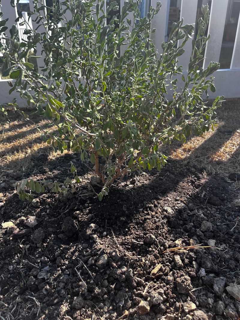 Controlled Cuts Improve Airflow On Texas Sage