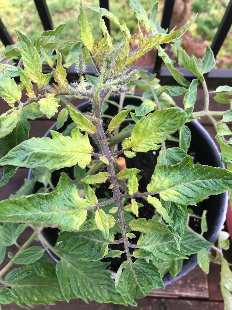 Slow-Release Rust Feeds The Soil… If You're Lucky