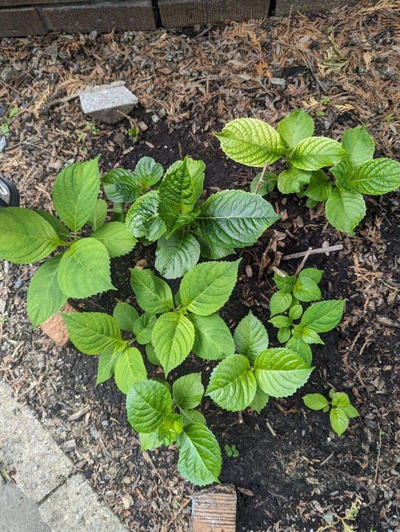 Dry Soil Blocks Bud Formation