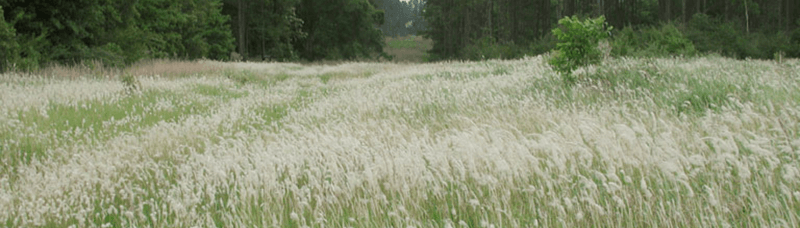 Cogongrass Turns Fields Into Fire Hazards