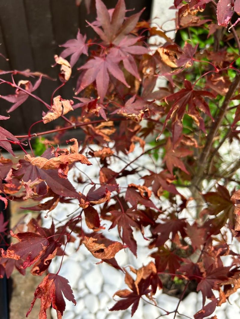 Some Japanese Maples Can't Handle Georgia's Intense Summer Heat