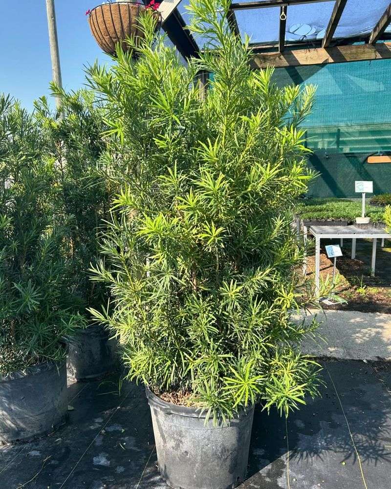 Podocarpus Demands Patience And Constant Shaping
