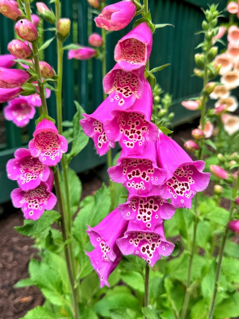 Foxglove Contains Powerful Compounds Even In Small Amounts
