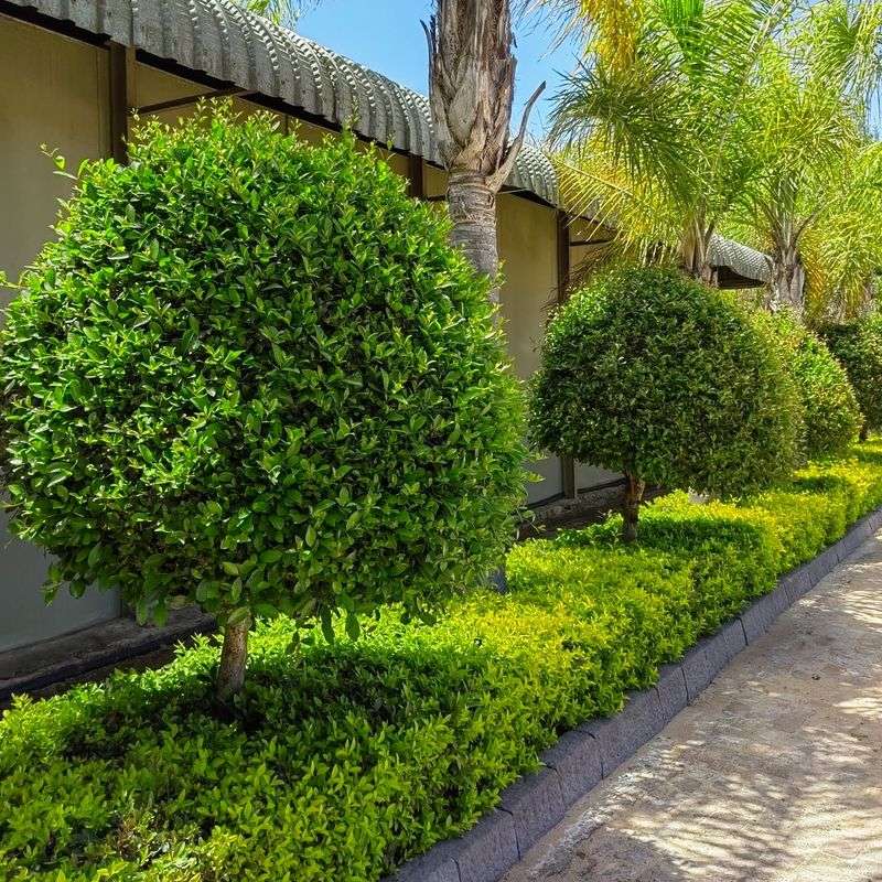 Duranta Grows Denser When Trimmed Before Spring