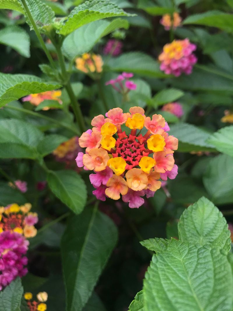 Lantana (Lantana Camara)