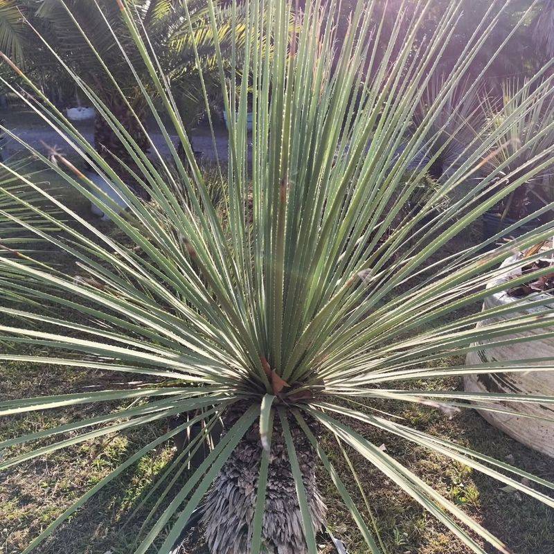 Desert Spoon Withstands Cold Down To The Teens