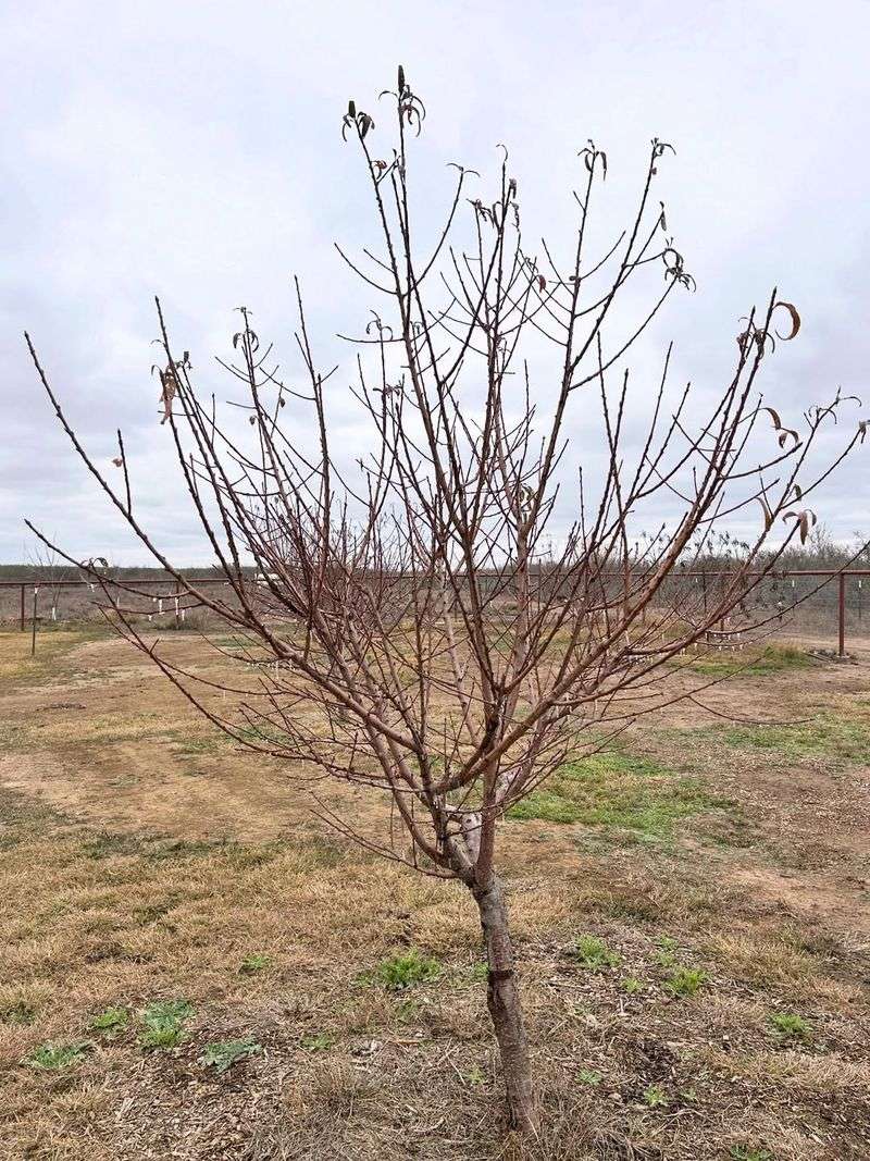 Fruit Trees (Before Bud Break)