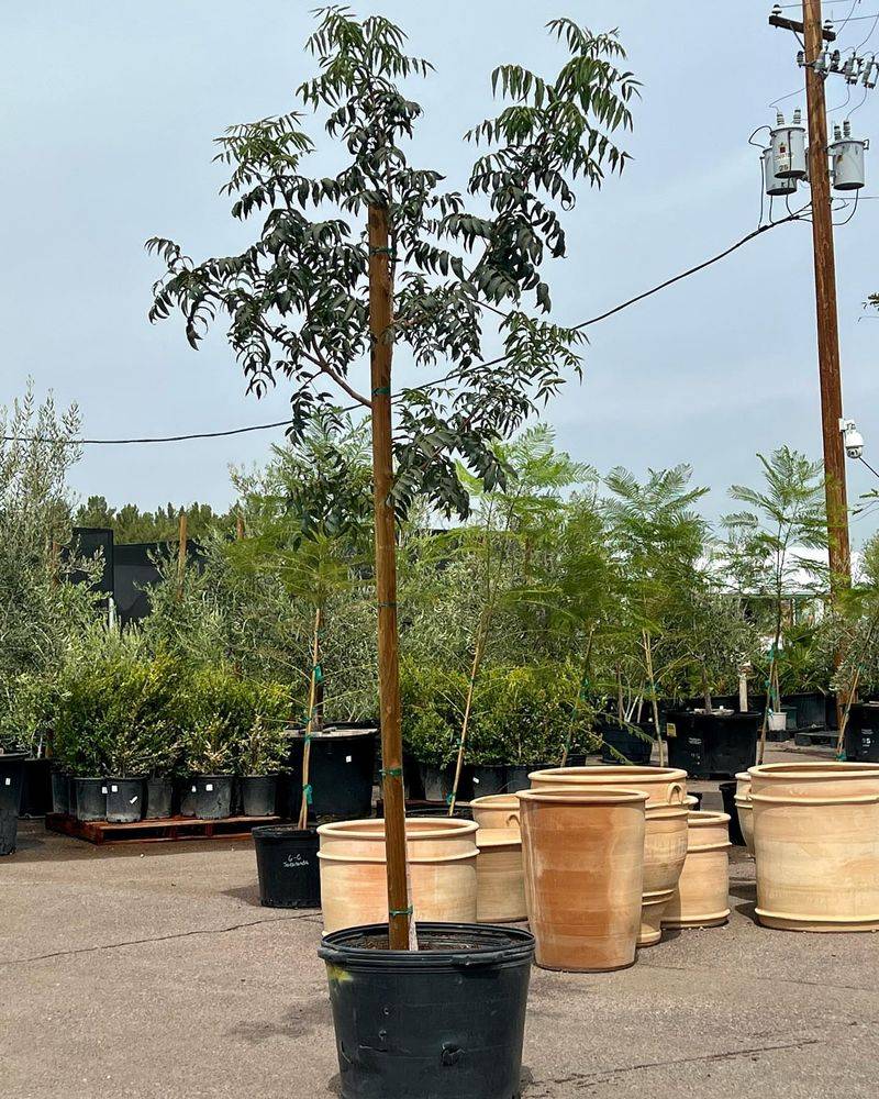 Red Push Pistache Handles Arizona Heat In Oversized Pots
