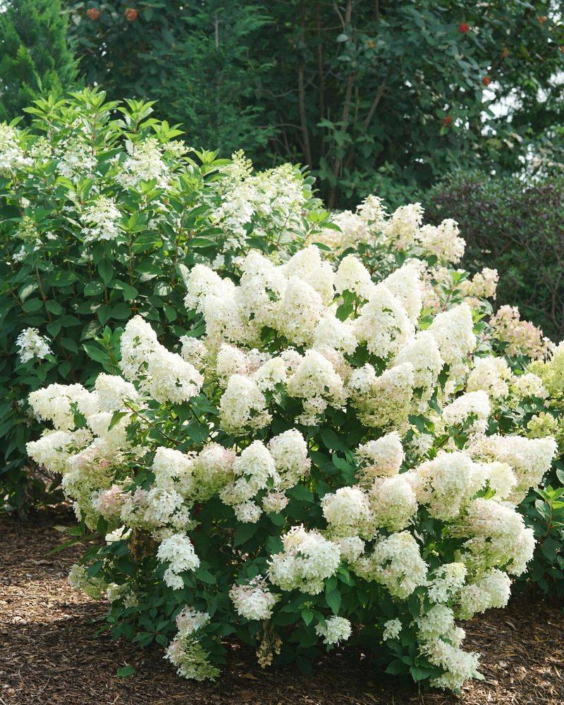 Know Your Hydrangea First