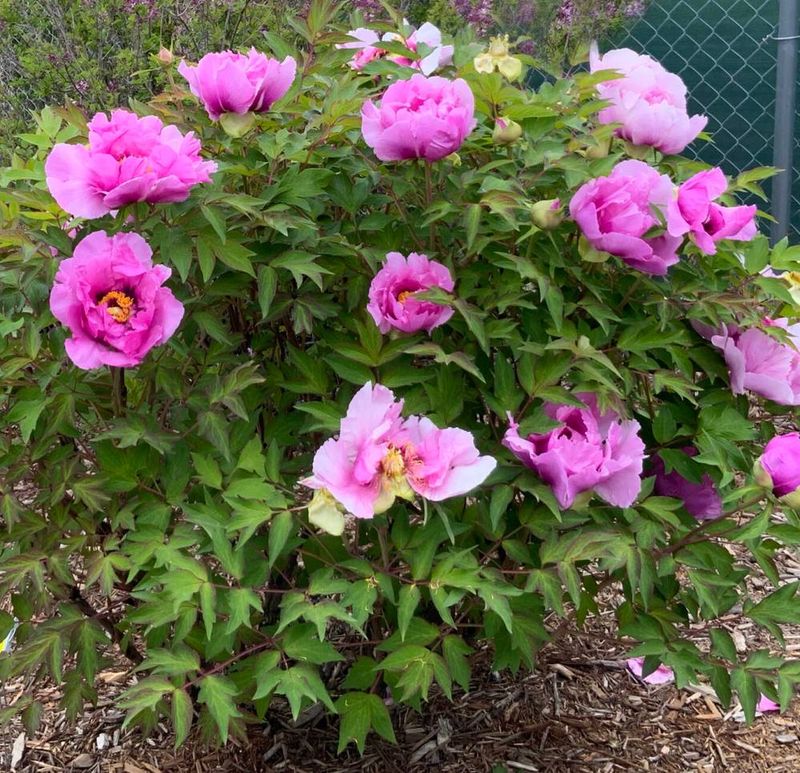 Grows Well In Almost Any Michigan Soil