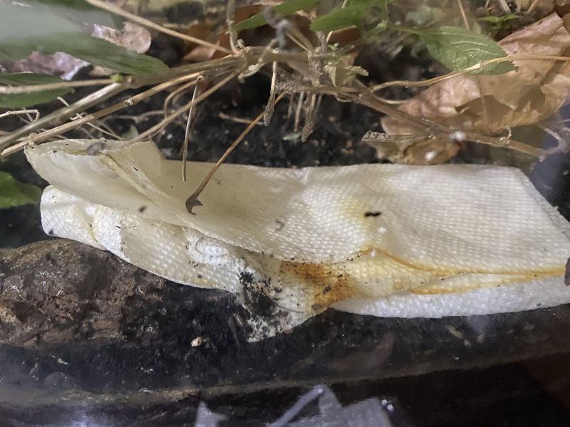 Paper Towel Scraps From Produce Add Carbon To Compost