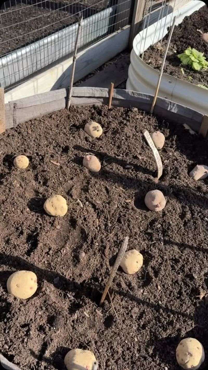 Potatoes Piedmont And Coastal Plain Mid To Late March Planting