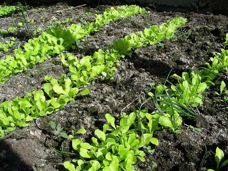 Lettuce Can Be Started Early For Continuous Harvest