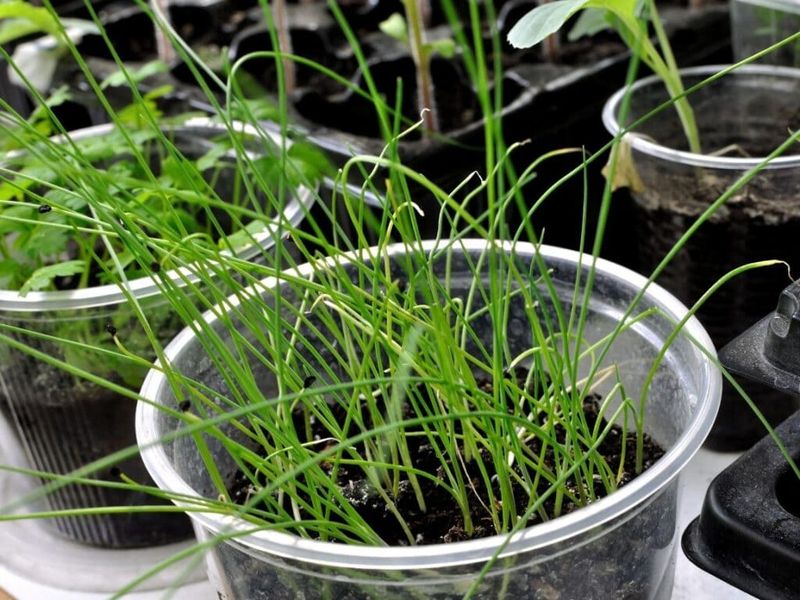 Leeks That Grow Better With An Early Start