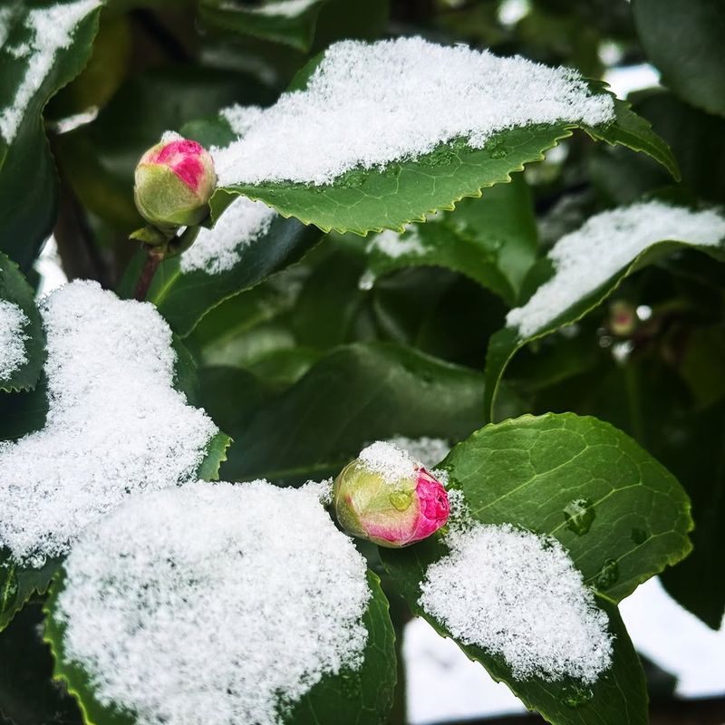 Camellia Bud Stage Determines Frost Risk