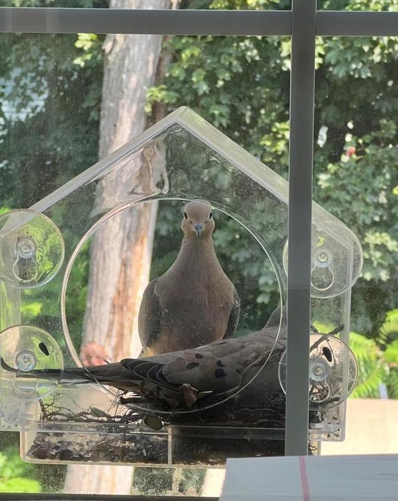 Low, Flat Feeding Spots Instead Of Raised Feeders