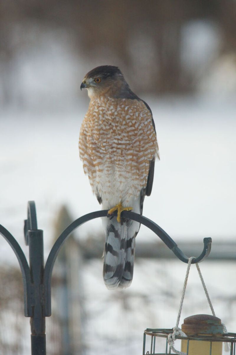 Bird Feeders Can Indirectly Attract Hawks