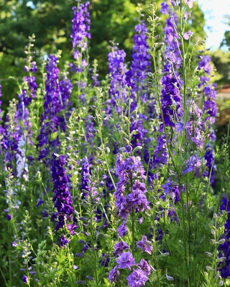 Early Season Blooms Reappear Easily Through Larkspur