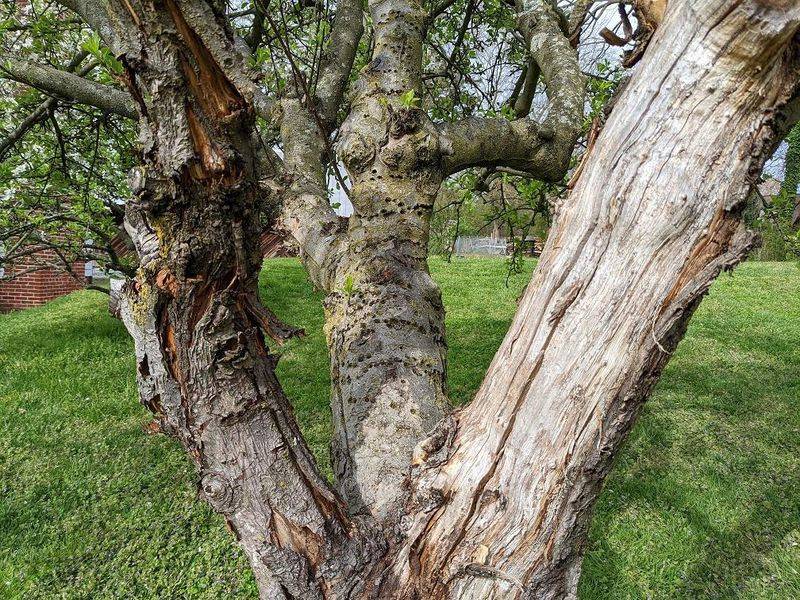 Remove Weak Wood First