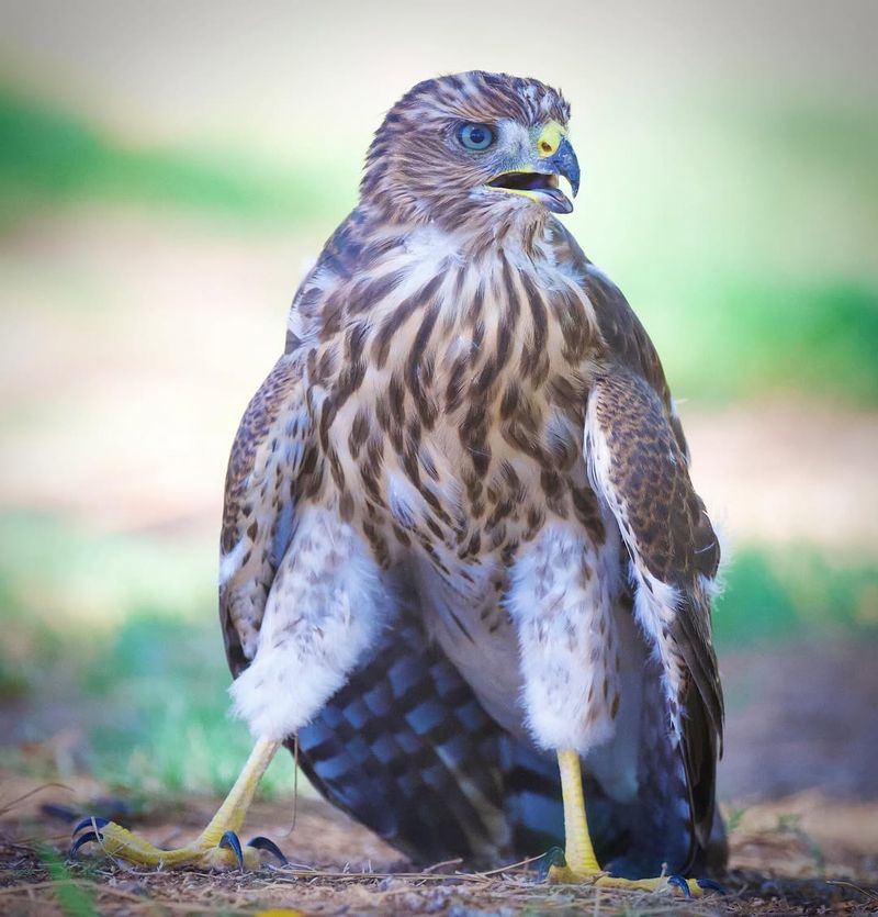 Young Birds Exploring New Territories