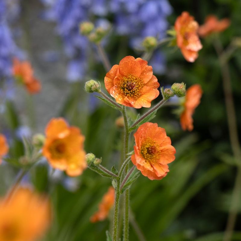 Geum 'Totally Tangerine' (Geum chiloense hybrid)