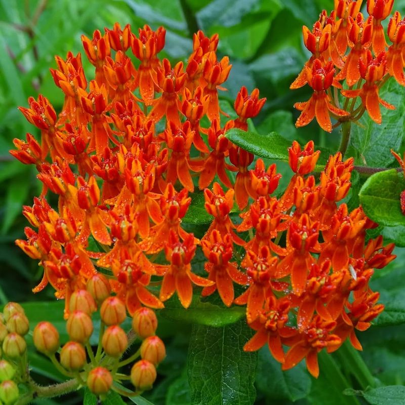 Butterfly Weed Produces Bright Native Orange Flowers