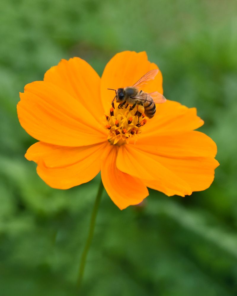 Cosmos Sulphureus Stays Naturally Orange Without Color Drift