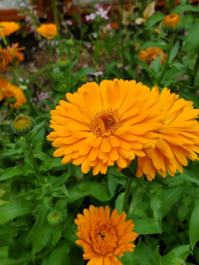 Calendula (Calendula Officinalis)