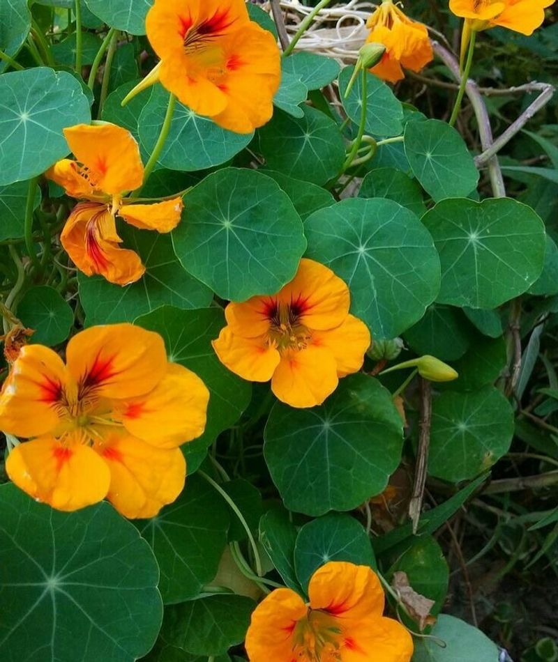 Orange Nasturtium (Tropaeolum majus)