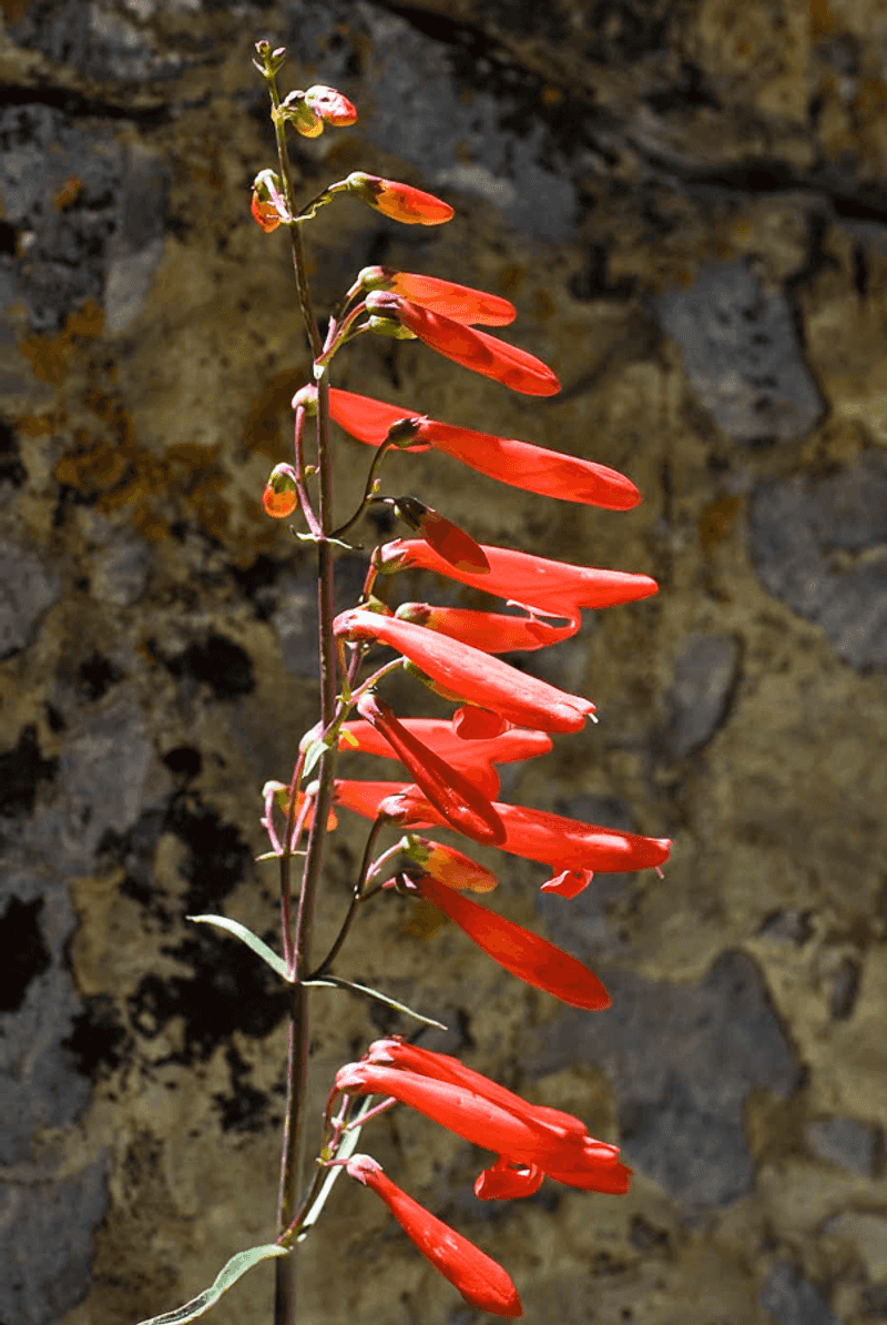 Firecracker Penstemon (Penstemon barbatus)
