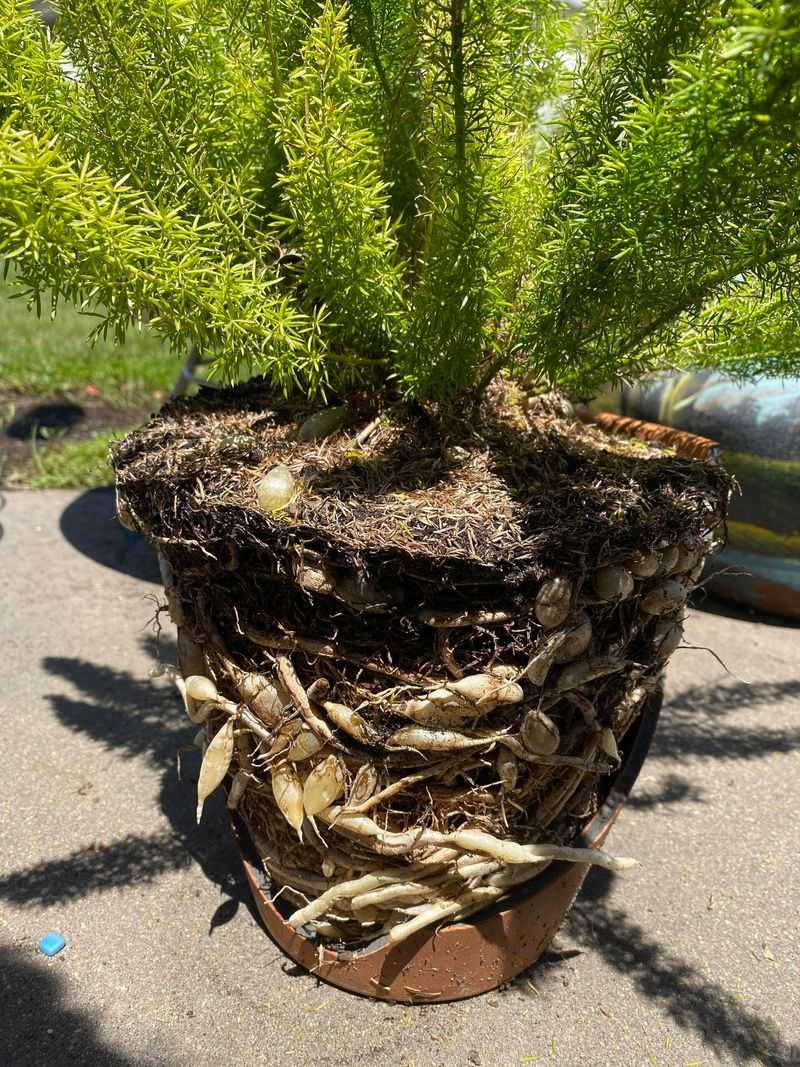 Foxtail Fern Spreading Out Of Control