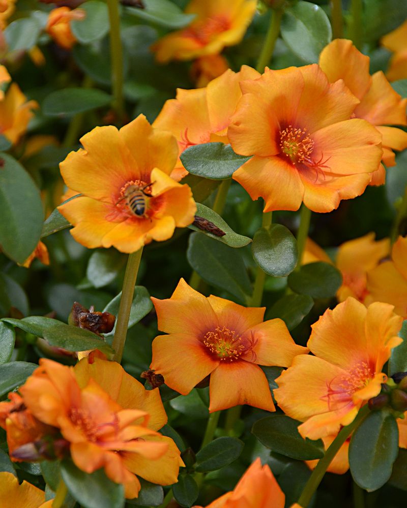 Shrubby Purslane Spreads Fast And Loves Reflective Desert Heat