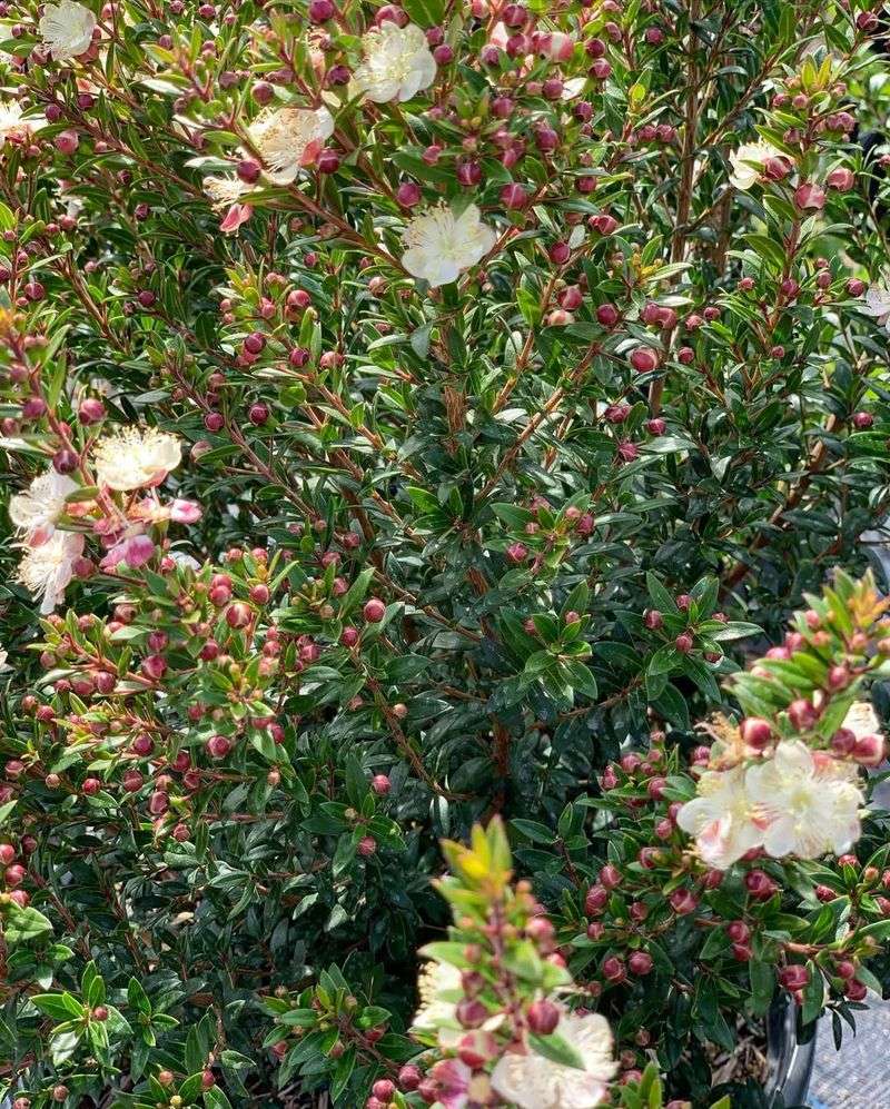 Dwarf Myrtle Keeps A Clean Deep Green Look In Every Season