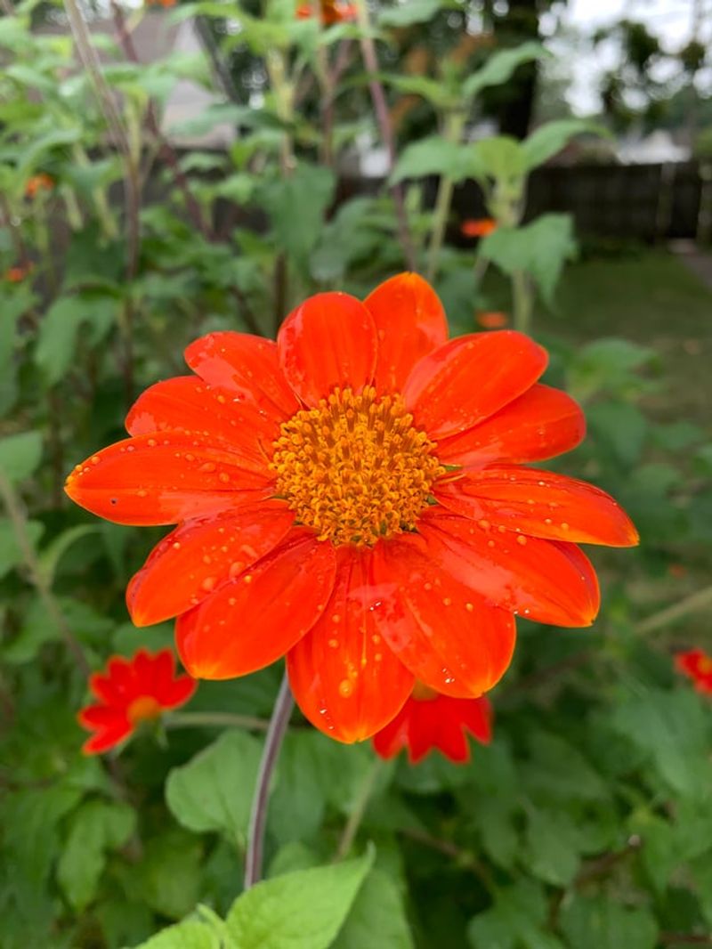 Mexican Sunflower (Tithonia rotundifolia)