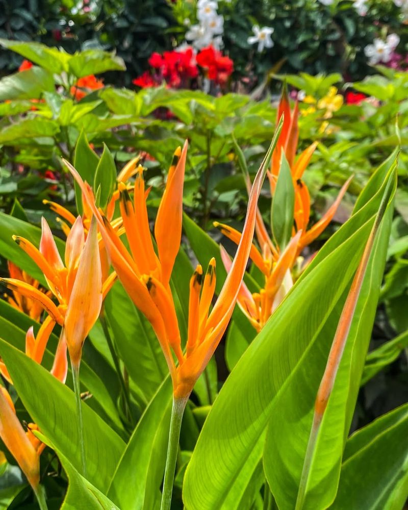 Red Bird Of Paradise Thrives In Extreme Heat Without Complaint