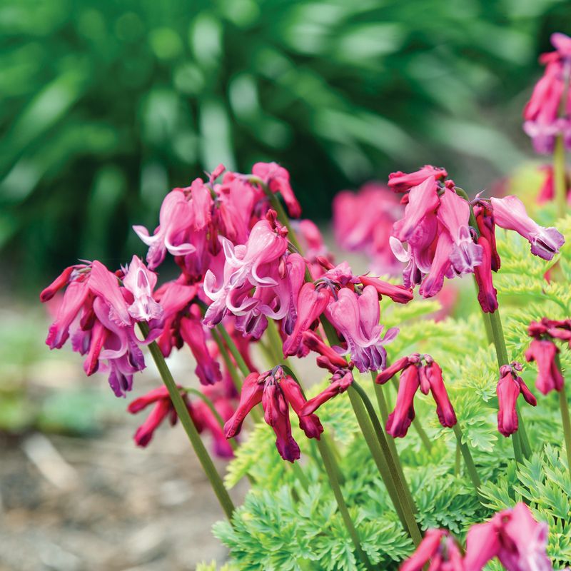 'Passion Hearts' Fernleaf Bleeding Heart (Dicentra Hybrid)