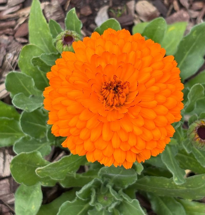Calendula Adds Natural Orange Blooms In Cool Spring Weather