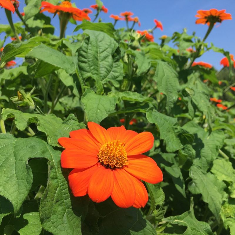 Mexican Sunflower (Tithonia Rotundifolia)