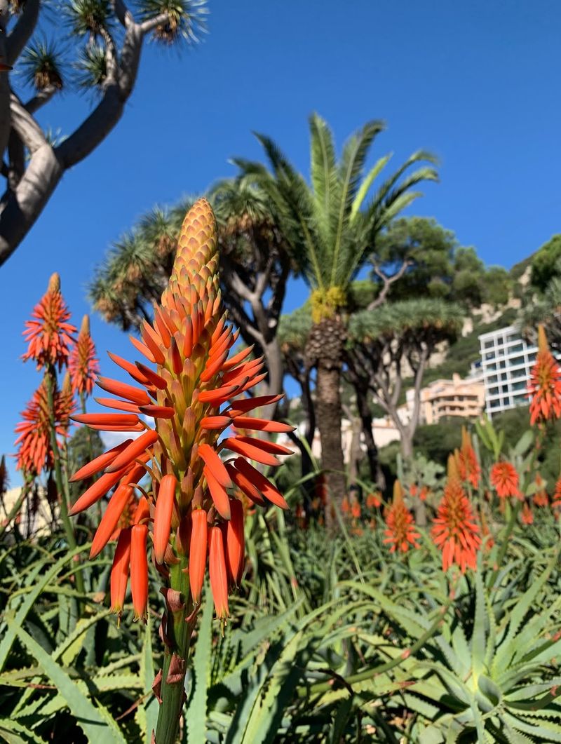 Torch Aloe (Aloe arborescens)