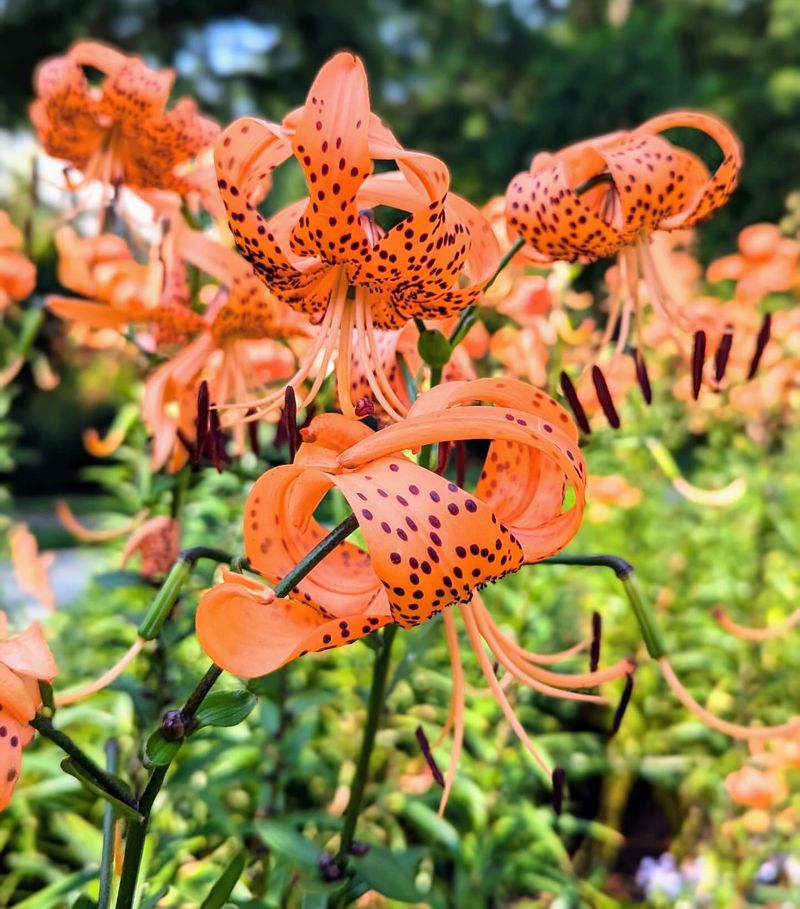 Tiger Lily Delivers Classic Deep Orange Flowers Mid-Summer