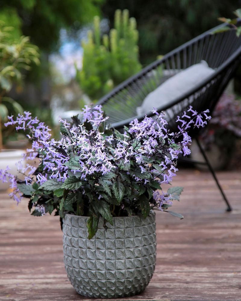 Lavender (Potted): Calm Fragrance With A Quiet Past