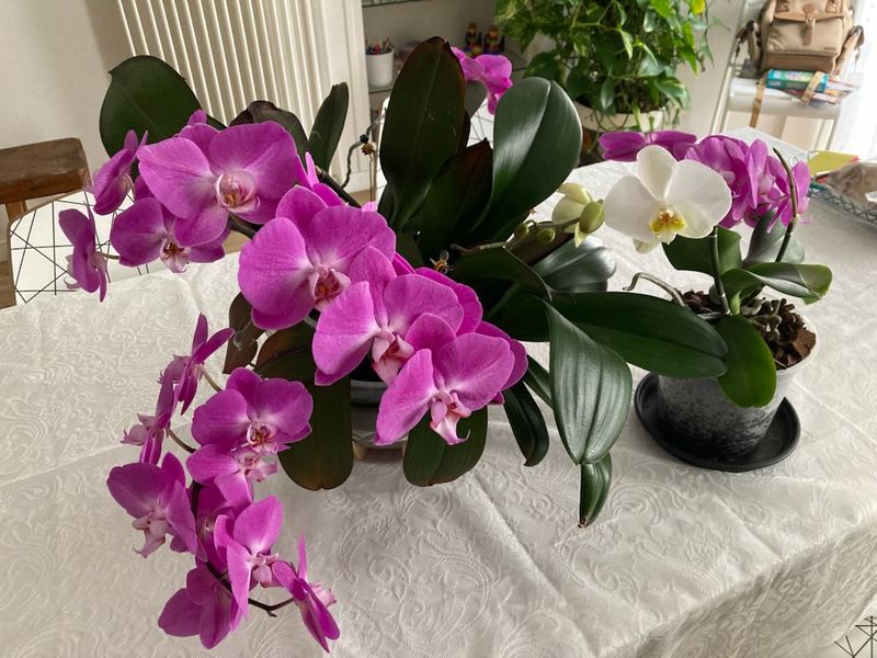 Protect Orchids From Cold Nights Near Windows