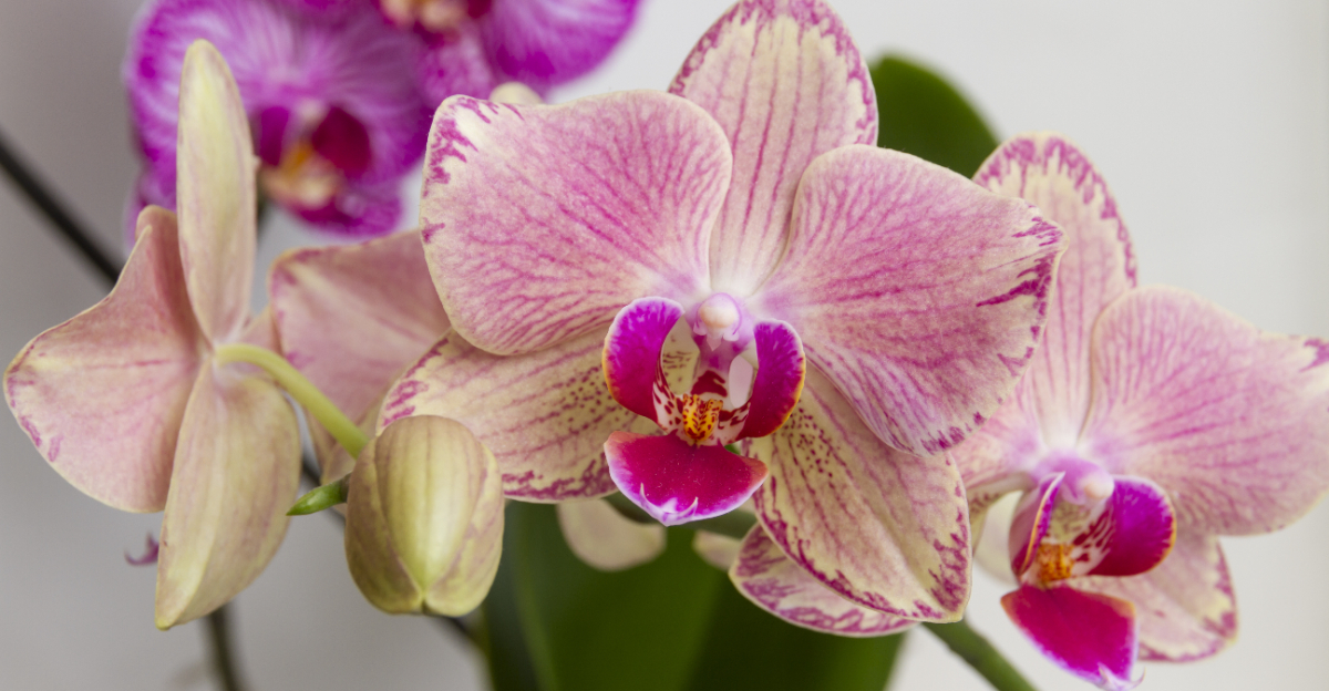 orchid (featured image)