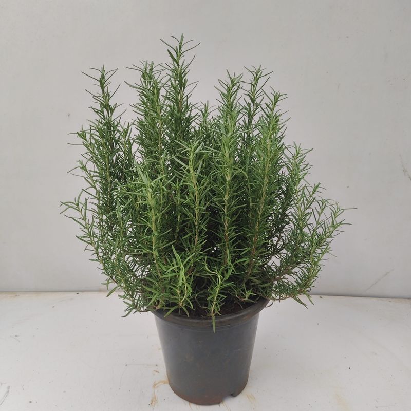 Rosemary 