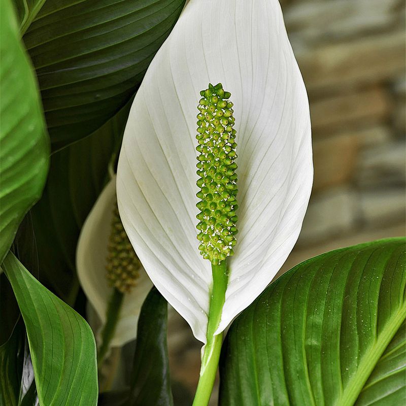 Peace Lily